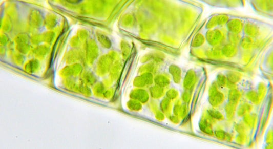 7 Facts about Calcium - Future Harvest