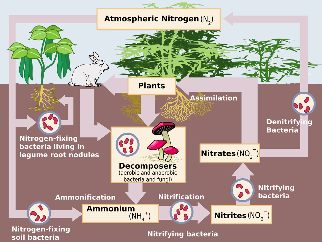 8 Facts about Nitrogen in Plant Nutrition - Future Harvest