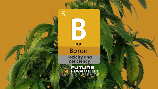 Boron Deficiency in Cannabis Plants