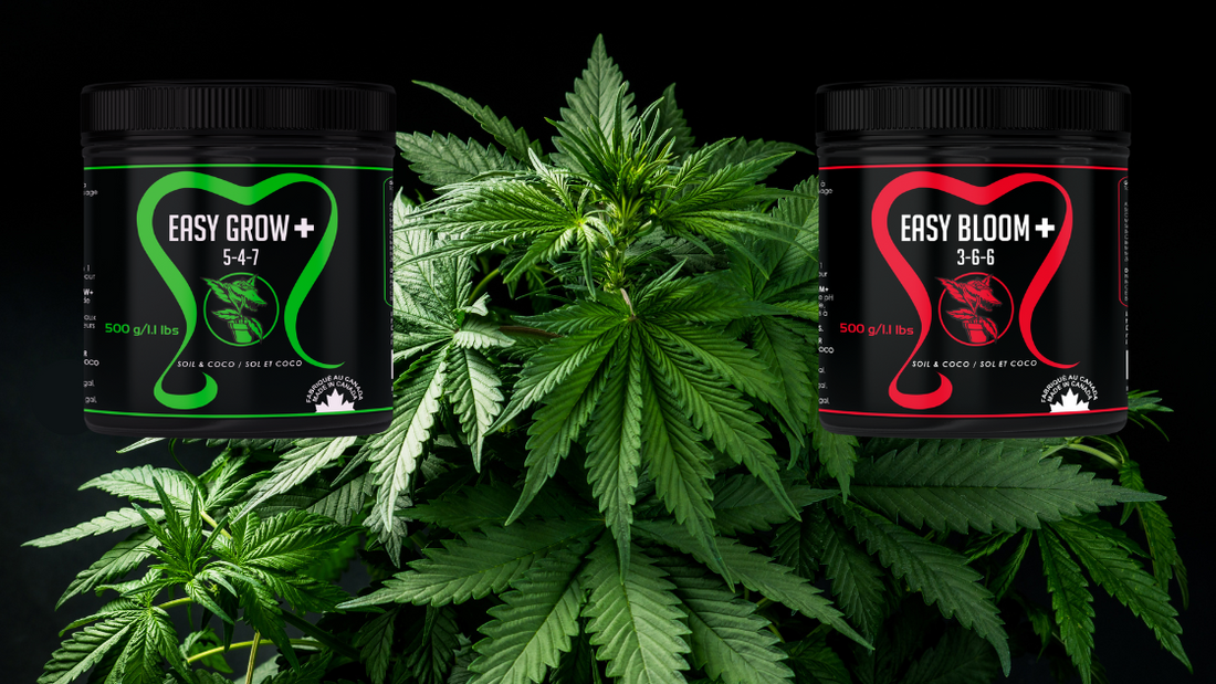 Easy Series Grow Guide - Future Harvest