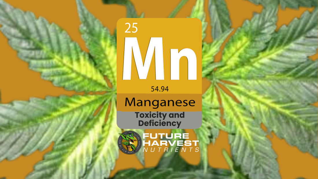 Manganese Deficiency in Cannabis Plants