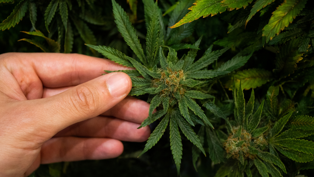The Flowering Stage of growing cannabis