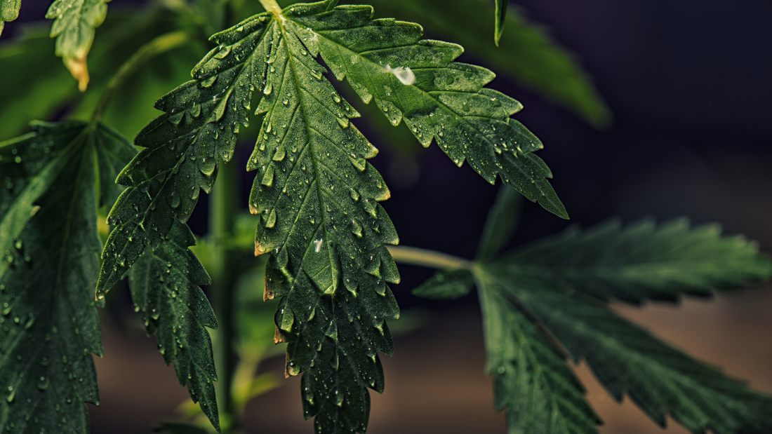 The Flushing Stage of Cannabis