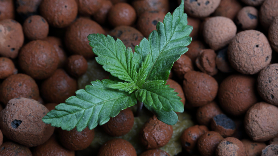 The Seedling Stage of Growing Cannabis