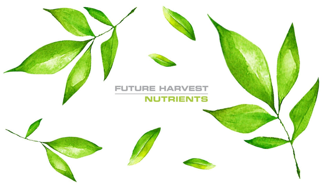 A Guide to Future Harvest Base Nutrients - Future Harvest