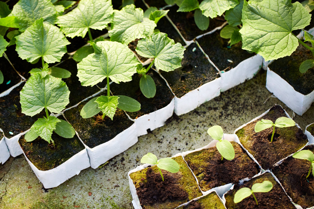 Care and Feeding of Young Plants - Future Harvest