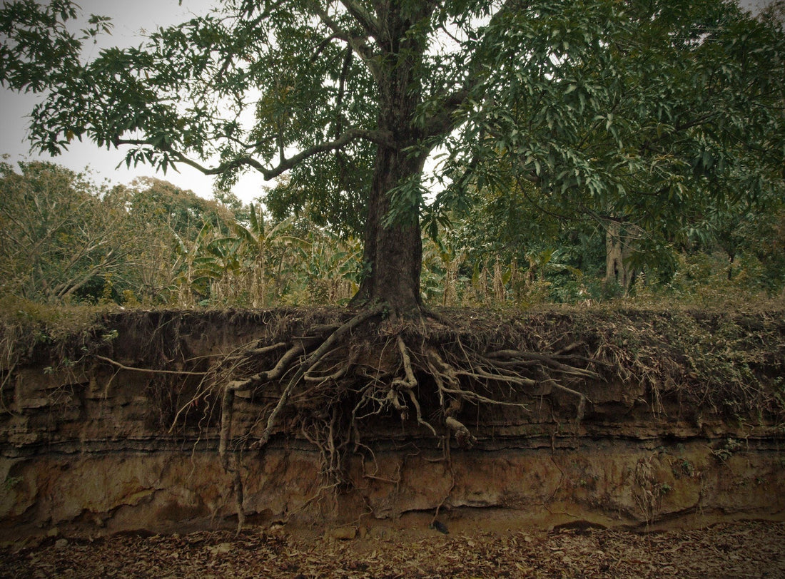 Factors for Better Root Health - Future Harvest