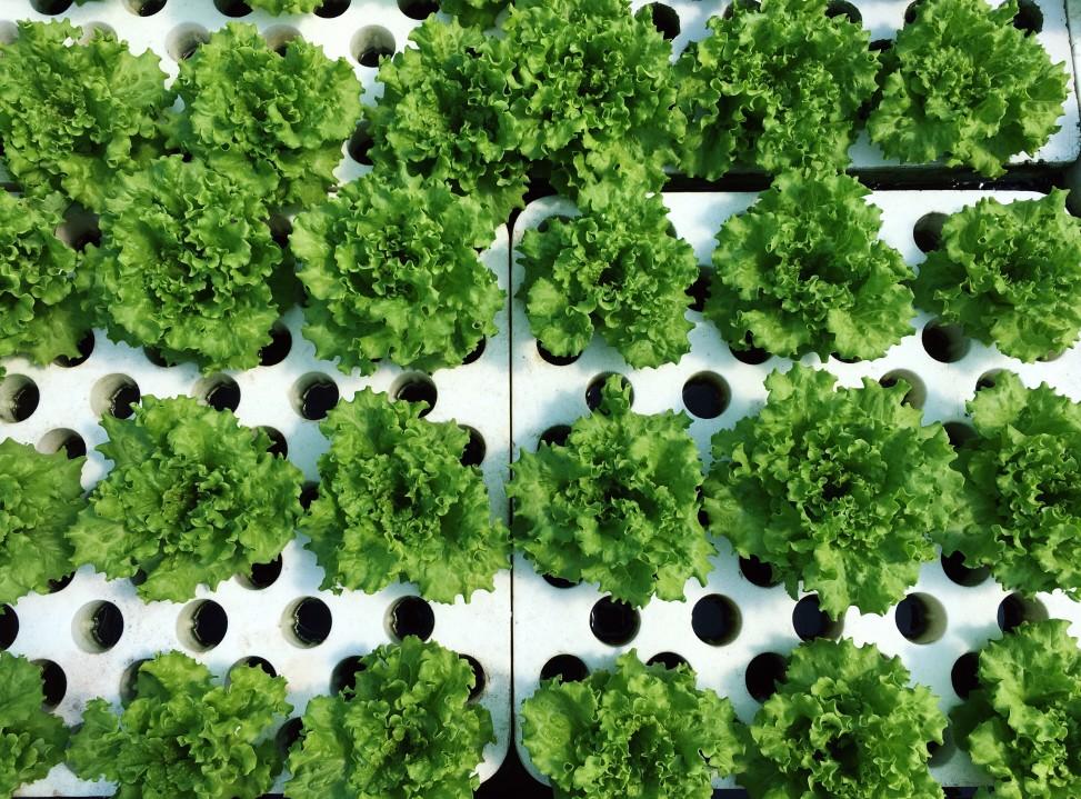 Growing Beyond Kratky - Future Harvest