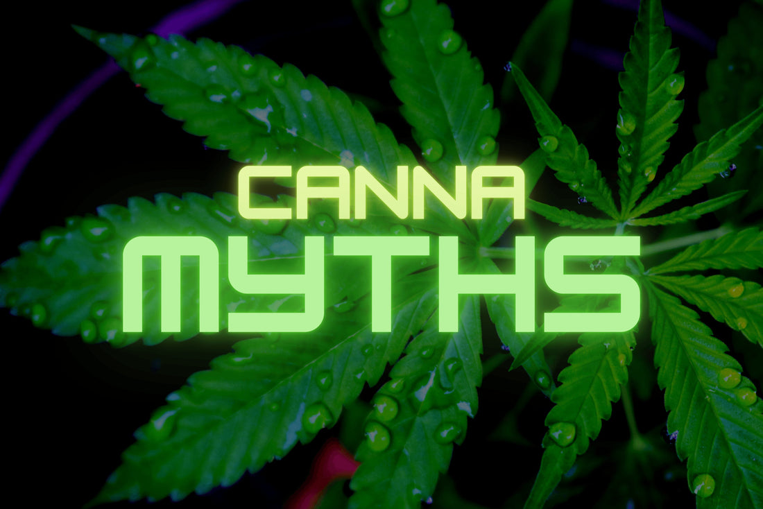 Have You Fallen For These Cannabis Myths? - Future Harvest