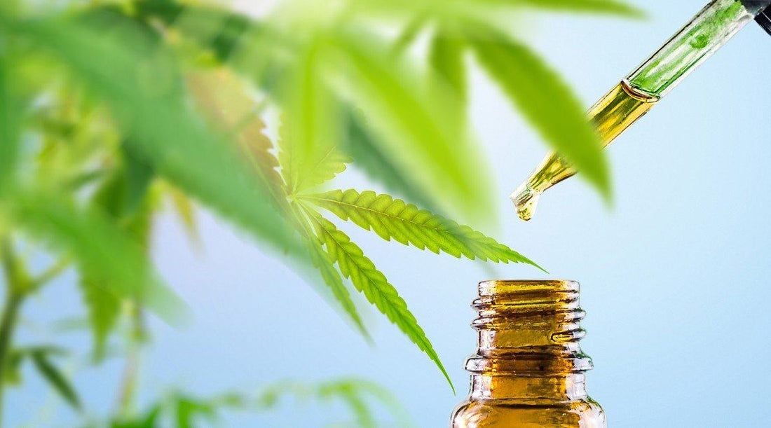 Hemp: Everything You Need to Know - Future Harvest