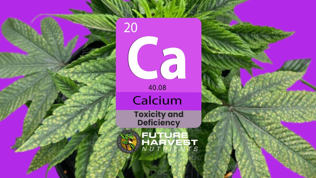 How to Find and Fix Calcium Deficiency in Cannabis Plants - Future Harvest