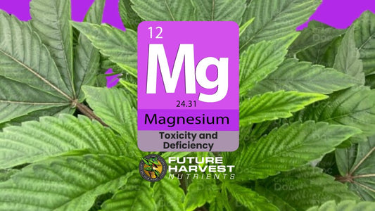 How to Find and Fix Magnesium Deficiency in Cannabis Plants - Future Harvest