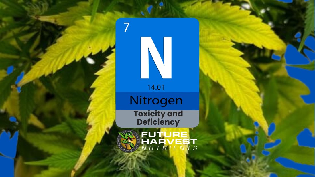 How to Find and Fix Nitrogen Deficiency in Cannabis Plants - Future Harvest