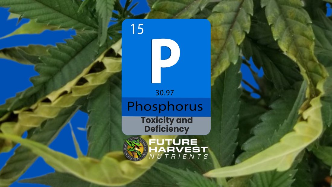 How to Find and Fix Phosphorus Deficiency in Cannabis Plants - Future Harvest