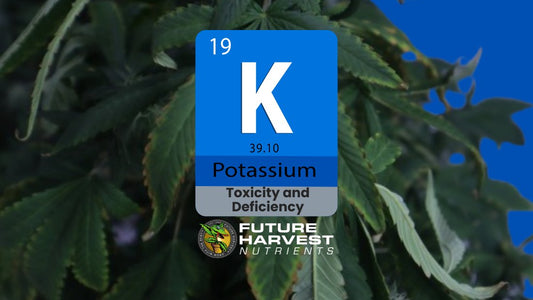 How to Find and Fix Potassium Deficiency in Cannabis Plants - Future Harvest