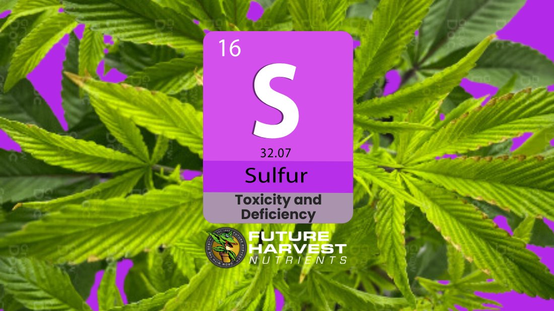 How to Find and Fix Sulfur Deficiency in Cannabis Plants - Future Harvest