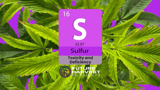 How to Find and Fix Sulfur Deficiency in Cannabis Plants - Future Harvest