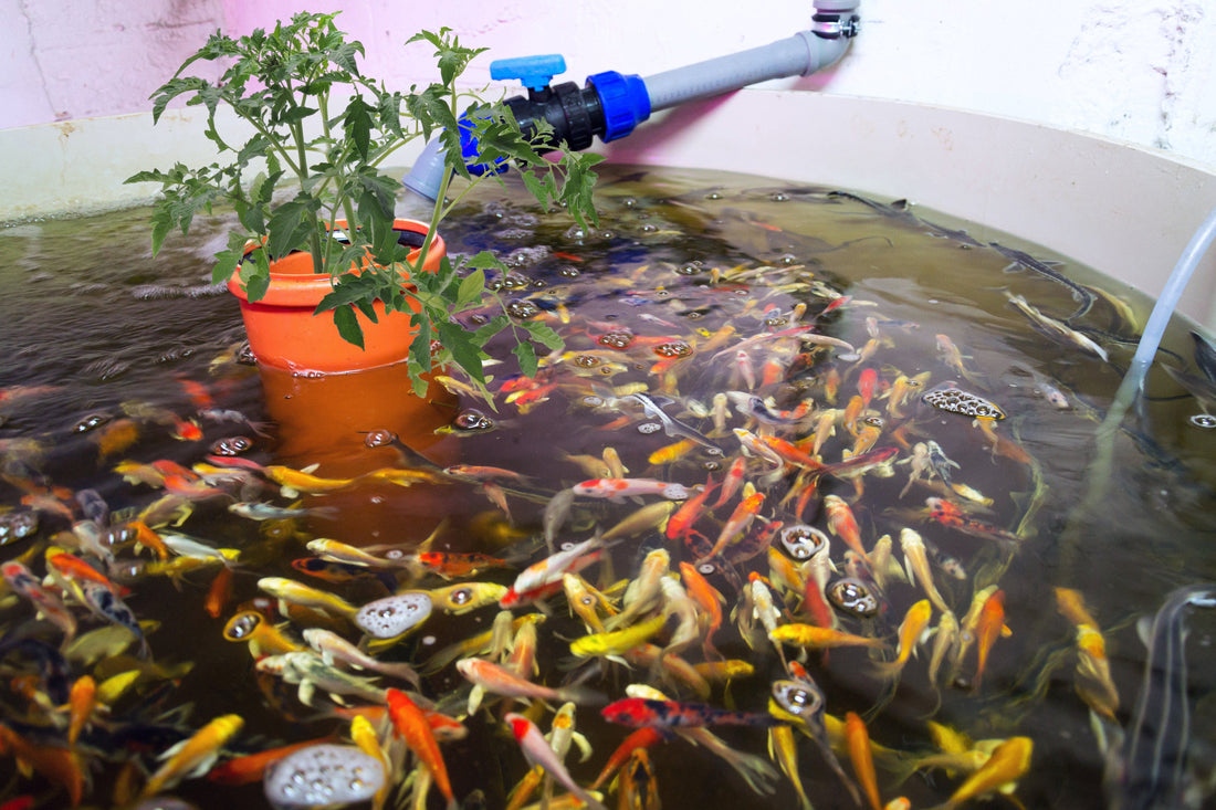 Optimizing Plant Yield in an Aquaponic System - Future Harvest