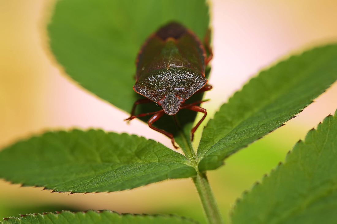 Plant Pests 101 - Future Harvest