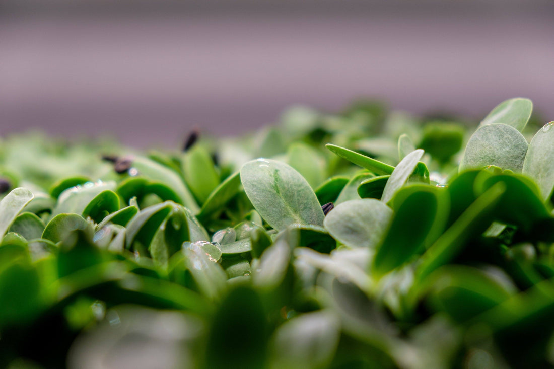 The Best and Most Affordable Way to Grow Microgreens - Future Harvest