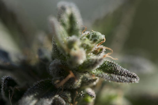 Trichome Production & Carbohydrate Supplementation - Future Harvest