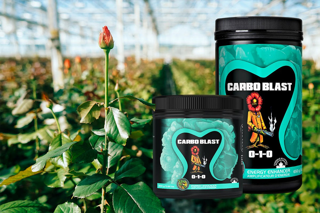 Unlock Plant Growth with Photosynthesis and Carbo Blast - Future Harvest